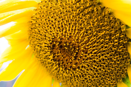 Sunflower in the garden