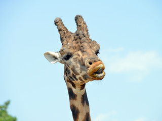 Naklejka premium ritratratto di una giraffa, serie fotografica