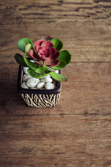 Fototapeta na wymiar wood table with red flower on flower pot