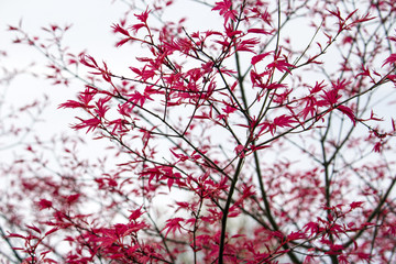 Red leaves on branches background