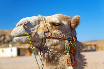 Camel on the egyptian desert