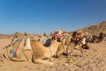 Camels on the egyptian desert