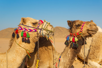 Fototapeta premium Camels on the egyptian desert