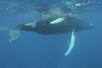 Fototapeta premium Humpback whale (Megaptera novaeangliae), Silver Bank, Dominican Republic, Atlantic Ocean