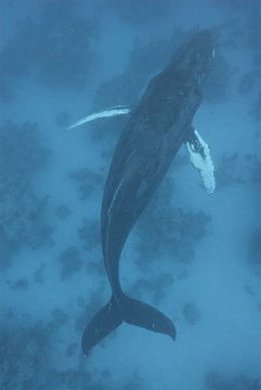 Humpback whale (Megaptera novaeangliae), Silver Bank, Dominican Republic, Atlantic Ocean