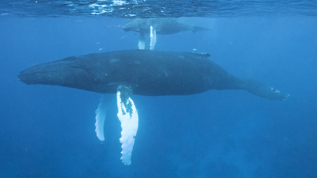 Humpback whale (Megaptera novaeangliae), Silver Bank, Dominican Republic, Atlantic Ocean