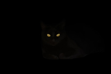 Gato negro en la obscuridad