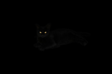 Gato negro 