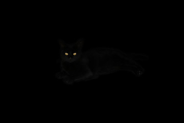 Gato negro 