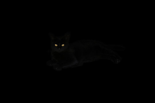 Gato negro 