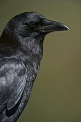 American Crow (Corvus brachyrhynchos)