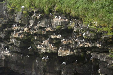Black-legged Kittiwake (Rissa tridactyla) and Thick-billed Murre or Brünnich's Guillemot (Uria lomvia)
