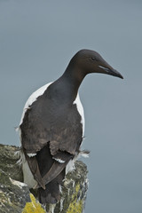 Thick-billed Murre or Brünnich's Guillemot (Uria lomvia)