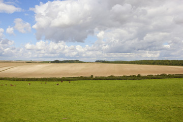 grazing meadow and cultivated field