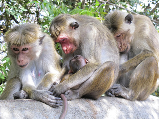 three monkeys