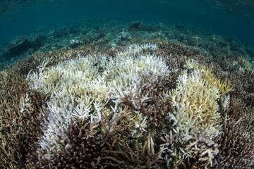Fototapeta na wymiar Bleached Coral in Indonesia