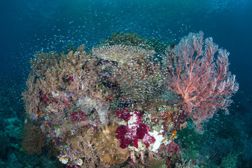 Naklejka na ściany i meble Beautiful Coral Reef Biodiversity in Raja Ampat