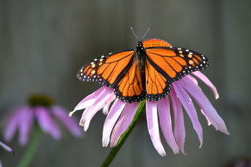 beautiful monarch