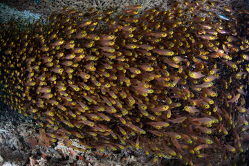 Schooling Golden Sweepers in Indonesia