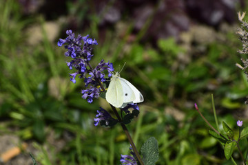 Cream butterfly on purple flowers
