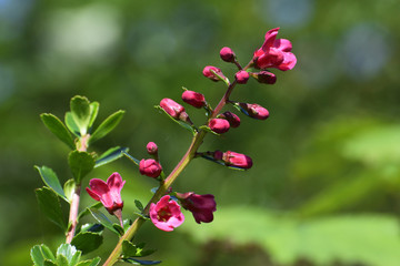 Beautiful pink flowers 
