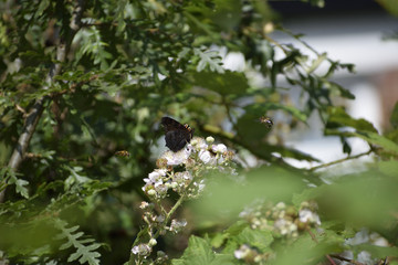 butterfly with 2 insects in flight