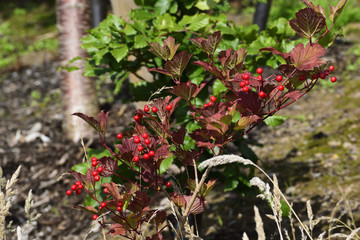 red berries with red leaves