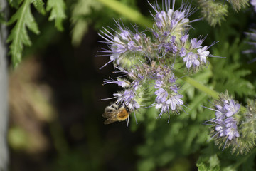 bee on a lilac plant