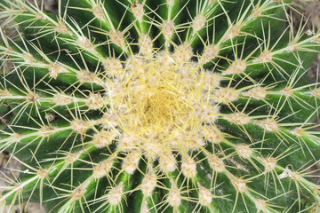 Beautiful prickly cactus view from above background