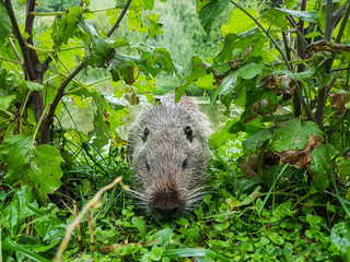 Close up photo of a nutria, also called coypu or river rat, against green background
