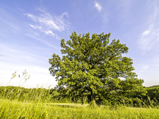 Alte Eiche, Österreich, Wien, Wienerwald, Exelberg