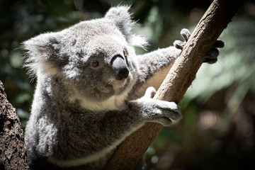 Naklejka premium Koala w Taronga Zoo w Syndey