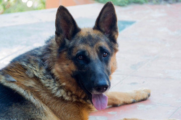 Close up of german shepherd