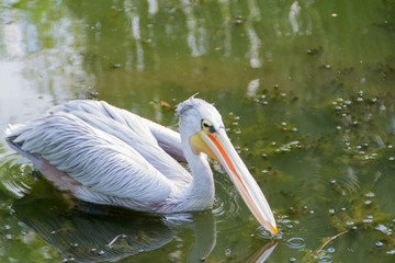 Big white pelican