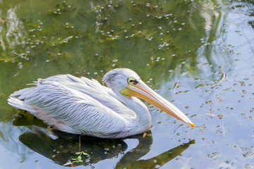 Big white pelican