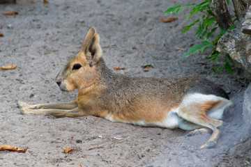 Patagonian mara or jackrabbit