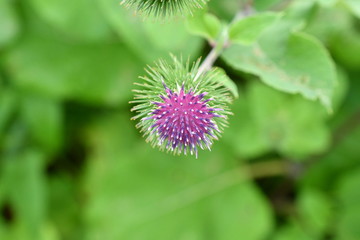 thistle flower