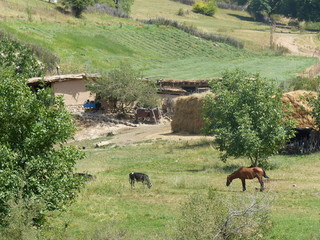 Una mucca e un cavallo che pascolano vicino ad una fattoria nelle montagne dell'Uzbekistan
