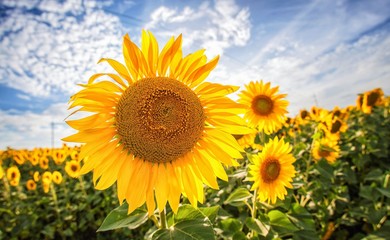 Sunflower field