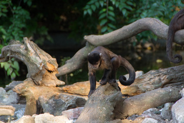 New world monkey