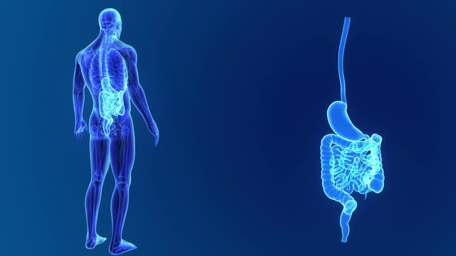 Stomach and Intestine zoom with anatomy