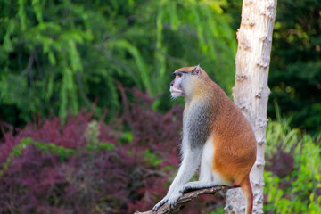 Patas monkey or Military monkey