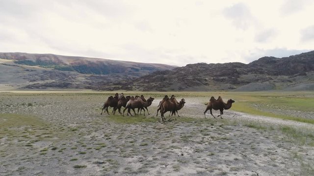 Panorama of the Mongolian landscape 4k slow motion.
