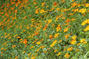 Yellow cosmos field 