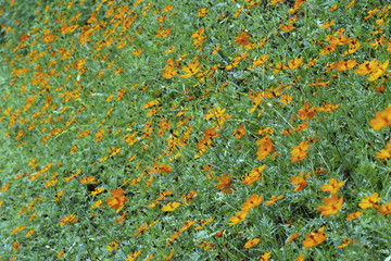 Yellow cosmos field 