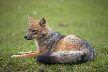 South American Gray Fox (Lycalopex griseus)
