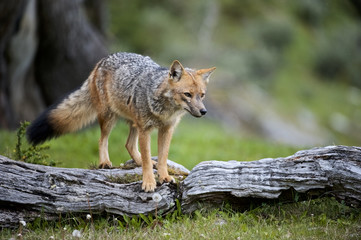 Naklejka na ściany i meble South American Gray Fox (Lycalopex griseus)