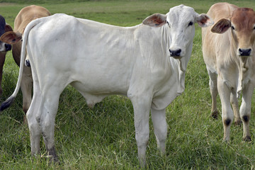 Obraz na płótnie Canvas Cattle in the pasture, in Brazil