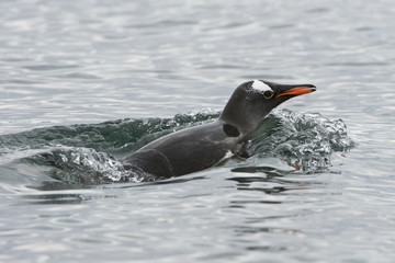 Obraz premium Gentoo Penguin (Pygoscelis papua ellsworthii), Antarctica, Antarctic Peninsula