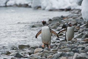 Gentoo Penguin (Pygoscelis papua ellsworthii), Antarctica, Antarctic Peninsula